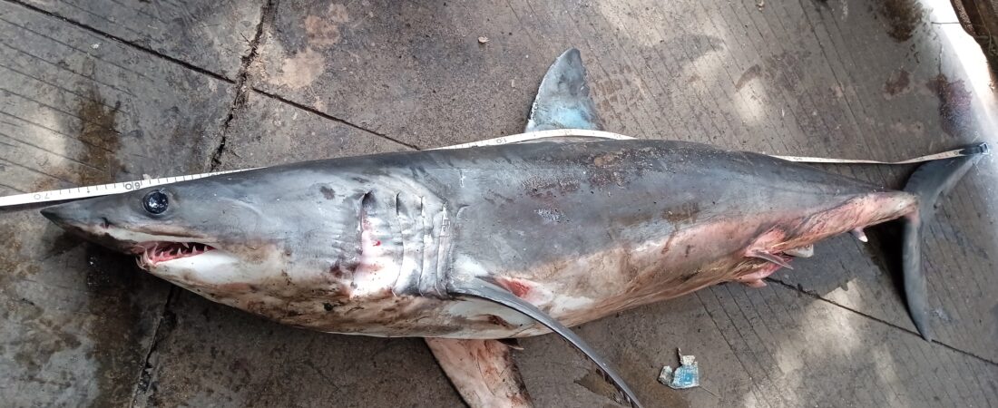 The Importance of Shark and Ray Conservation and Current Status in India